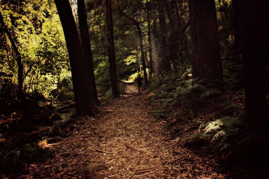 Mientras los bosques respiren