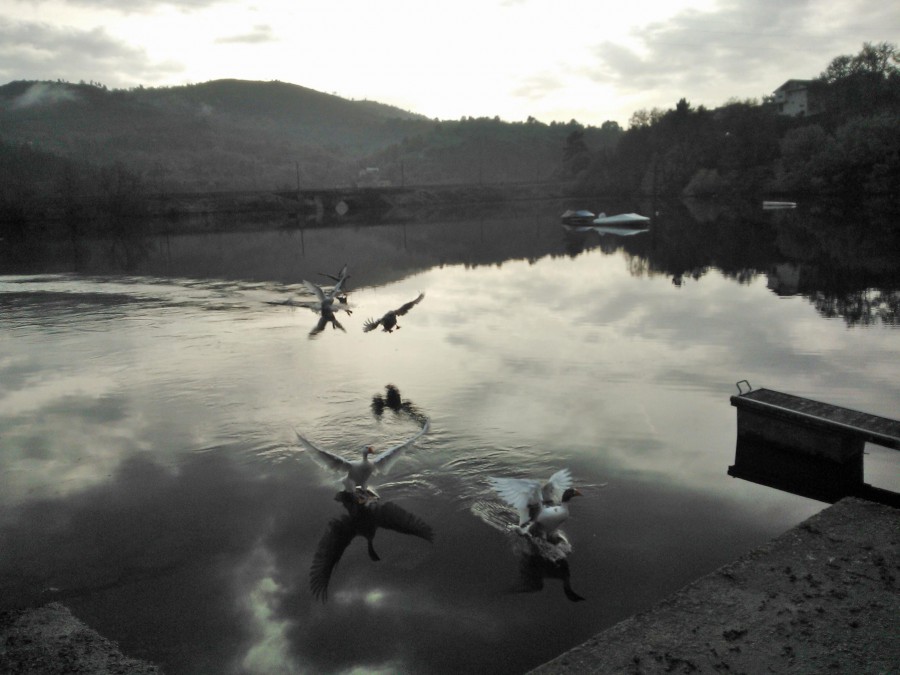 Patos en medio del otoño