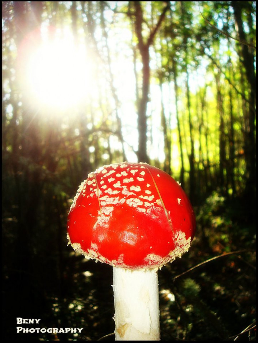 AMANITA MUSCARINA