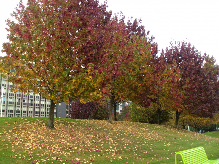 Otoño en Vioño