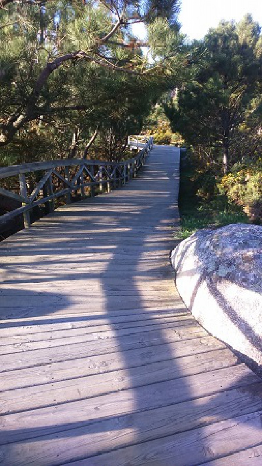 Paseos de madera